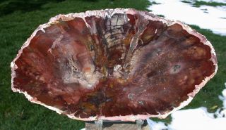 Sis: Rare & Mysterious Madagascar Petrified Wood Round - Rhexoxylon Africanum