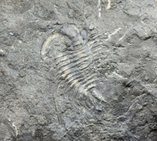 Rare Cybeloides Trilobite Fossil,  Upper Ordovician Of Ottawa,  Canada