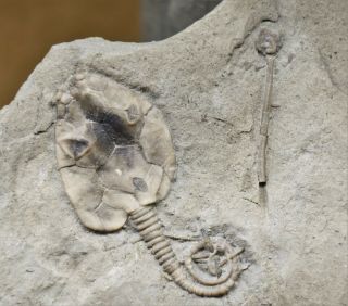 Rare Pleurocystites Cystoid Fossil,  Ontario,  Ordovician