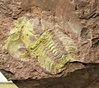 Ultra Rare Ceraurinus Species Trilobite Fossil Ordovician,  Yunnan,  China