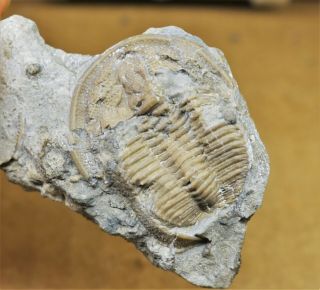 Ultra Rare Dolichoharpes Dentoni Trilobite Fossil,  Ontario,  Ordovician