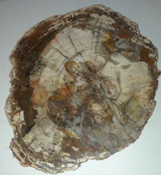 Large Petrified Polished Wood Slab With Quartz 16lb15.  6 Oz.  19 " ×15.  5 " ×1 "