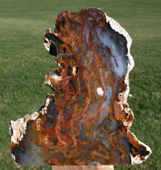 Sis: Ultra - Cool Hubbard Basin Petrified Wood Log Standing Sculpture - White Star
