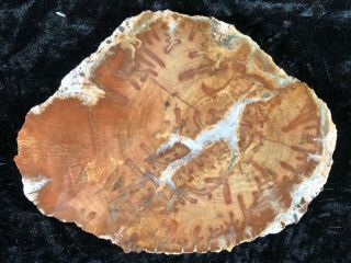 Petrified Wood Araucaria Conifer Zuni,  Nm Chinle Fm.  Triassic 5.  75”x4.  25”