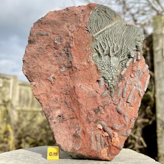 Fossilised Crinoid Sea Lilly Fossil Devonian Fsr155 ✔100 ✔uk Seller