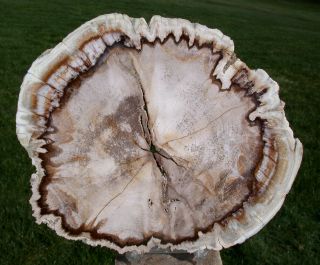 Sis: Highly Opalized 7 " Fossil Mansonia Ultra - Rare Burmese Petrified Wood Round