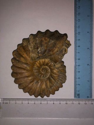 Extra Rare Ammoniter From Aktau,  Mangyshlak -,  Tetrahoplites Finitimus 299 Gram