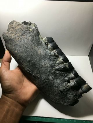 Black / Aceratherium Primitive Rhino Fossil Lower Jaw Fragment / Rare