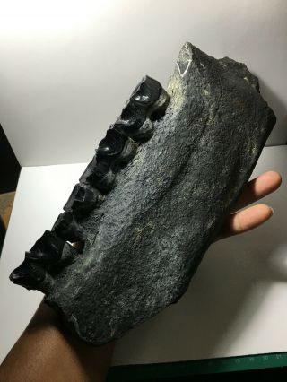 Black / Aceratherium Primitive Rhino fossil lower jaw fragment / rare 2