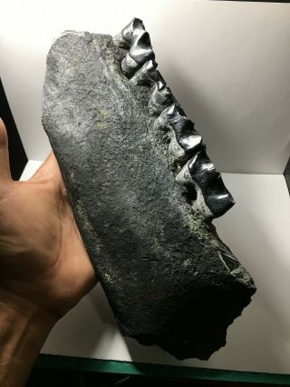 Black / Aceratherium Primitive Rhino fossil lower jaw fragment / rare 3