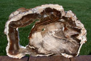 Sis: Mirror Polished 11 ",  Saddle Mountain Fossil Petrified Wood Slab