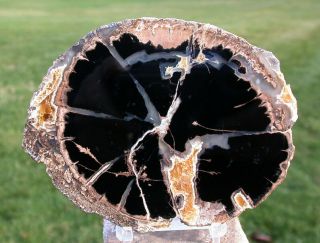 Sis: Stunning Black & Gold Wyoming Eden Valley Petrified Wood Round - My Finest