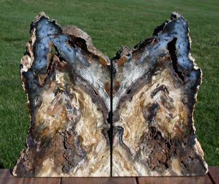 Sis: Gynormous 18,  Lb.  Hubbard Basin Petrified Wood Bookends - My Best