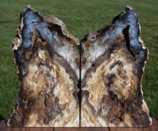 SiS: GYNORMOUS 18,  lb.  Hubbard Basin Petrified Wood Bookends - MY BEST 2