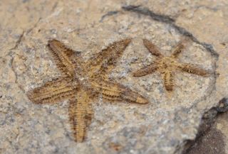 Starfish Fossil Ordovician 450 Million Years Ago Morocco 15126 63o
