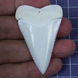 2.  086  Modern Principle Great White Shark Tooth Megalodon Teeth For Necklace