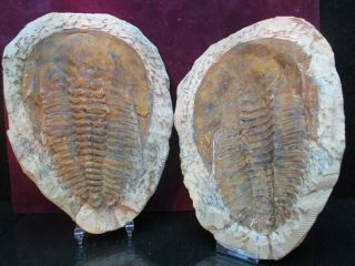 Huge 7 " Inch Trilobite Fossil Positive Negative Pair Andalusiana From Morocco