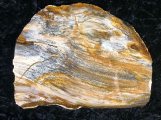 Rip Cut Petrified Picture Wood Cypress Saddle Mtn. ,  Wa 9”x7” Miocene