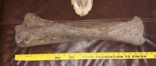 24 " Fossil Woolly Mammoth Tibia Bone Complete Authentic Ancient Pre - Historic Old
