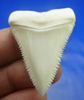 Real Modern Great White Shark Tooth Teeth 1.  81 Inch 090131