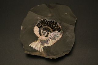 Russian Ammonit Deshayesites Volgensis.