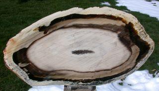 Sis: Big & Gorgeous 13 " Sequoia Driftwood Rogers Mtn.  - Estate Collecton