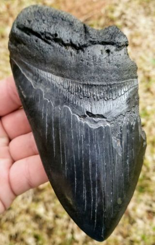 Giant 6.  33 " Megalodon Tooth.  Absolutely No Restoration