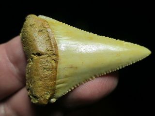 2 Inch Great White Shark Tooth Fossil Fish Teeth Chile South America Chilean
