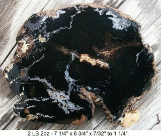 Louisiana Petrified Palm Wood - 99 Full Round Butt Slab