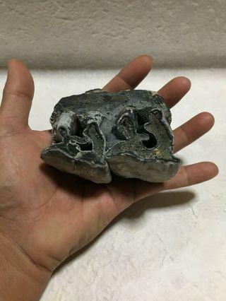 Aceratherium Primitive Rhino Fossil / Colorful Tooth / Rare