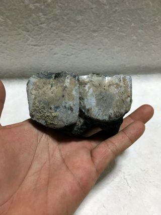 Aceratherium Primitive Rhino fossil / Colorful tooth / rare 2
