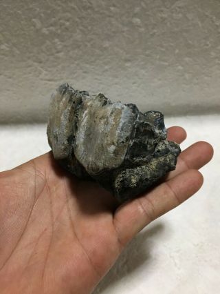 Aceratherium Primitive Rhino fossil / Colorful tooth / rare 3