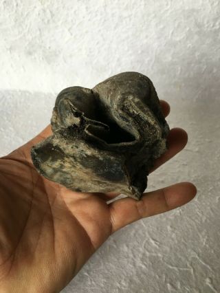 Larg Aceratherium Primitive Rhinoceros Fossil Tooth / Rare - 315 Grams
