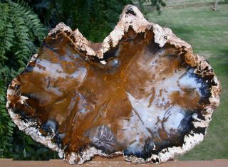 Sis: Fabulous Giant 20 " Hubbard Basin Petrified Wood Round - My Biggest Slab