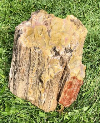 Reilly’s Rocks: Nazlini Arizona Petrified Wood,  Pastel Colors,  28 Lbs