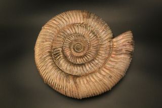 Russian Ammonite Speetoniceras Versicolor