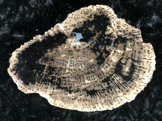 Rare Petrified Wood Pocket Rot Tropical Sloanea Lake Somerville,  Tx 5.  25”x3.  75”