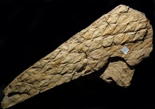 Museum quality big Lepidodendron preserved with soft tissue on 3D leaf scars 3