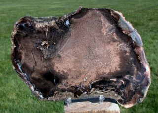 Sis: Gorgeous Double Mystery Petrified Wood Round - Mcdermitt,  Or