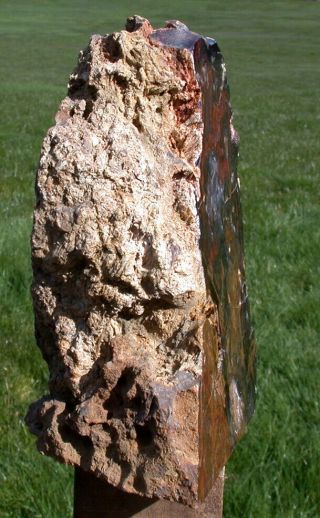 SiS: GLORIOUS 8,  lb.  Hubbard Basin Petrified Wood Log Standing Sculpture 2
