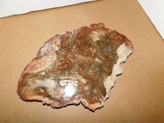 Large Petrified Wood Polished Full Round Slab W/bark - 12 X 5/8 " X 8 "