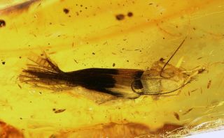 Adult Cricket With Wings,  Orthoptera.  Fossil Insect In Baltic Amber 4219