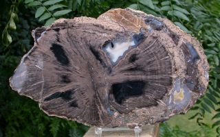 Sis: Simply Gorgeous Large 9 " Buggy Blue Forest Petrified Wood Round