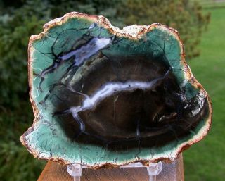 Sis: Clover Green & Black African Petrified Wood Slab - Woodworthia - Ultra - Rare