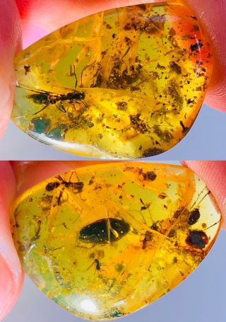 2 Extinct Sphecomyrma Ant&roach Burmite Myanmar Amber Insect Fossil Dinosaur Age