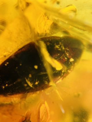 2 Extinct Sphecomyrma Ant&roach Burmite Myanmar Amber insect fossil dinosaur age 2