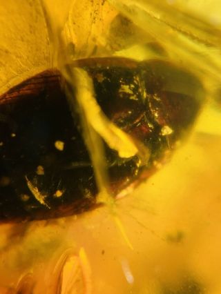 2 Extinct Sphecomyrma Ant&roach Burmite Myanmar Amber insect fossil dinosaur age 3