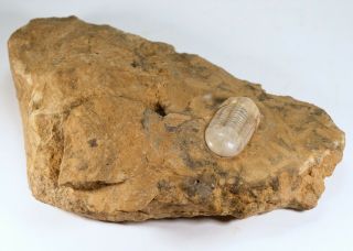 Rare Ordovician Illaenus Kuckersianus Russian Trilobite