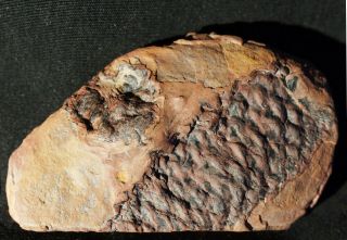 Extremely Rare 2 Unknown Fossil Cones In Mazon Creek Like In Nodule From Europe
