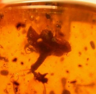 Very Rare Blooming Flowers,  Bud In Authentic Dominican Amber Fossil Gemstone